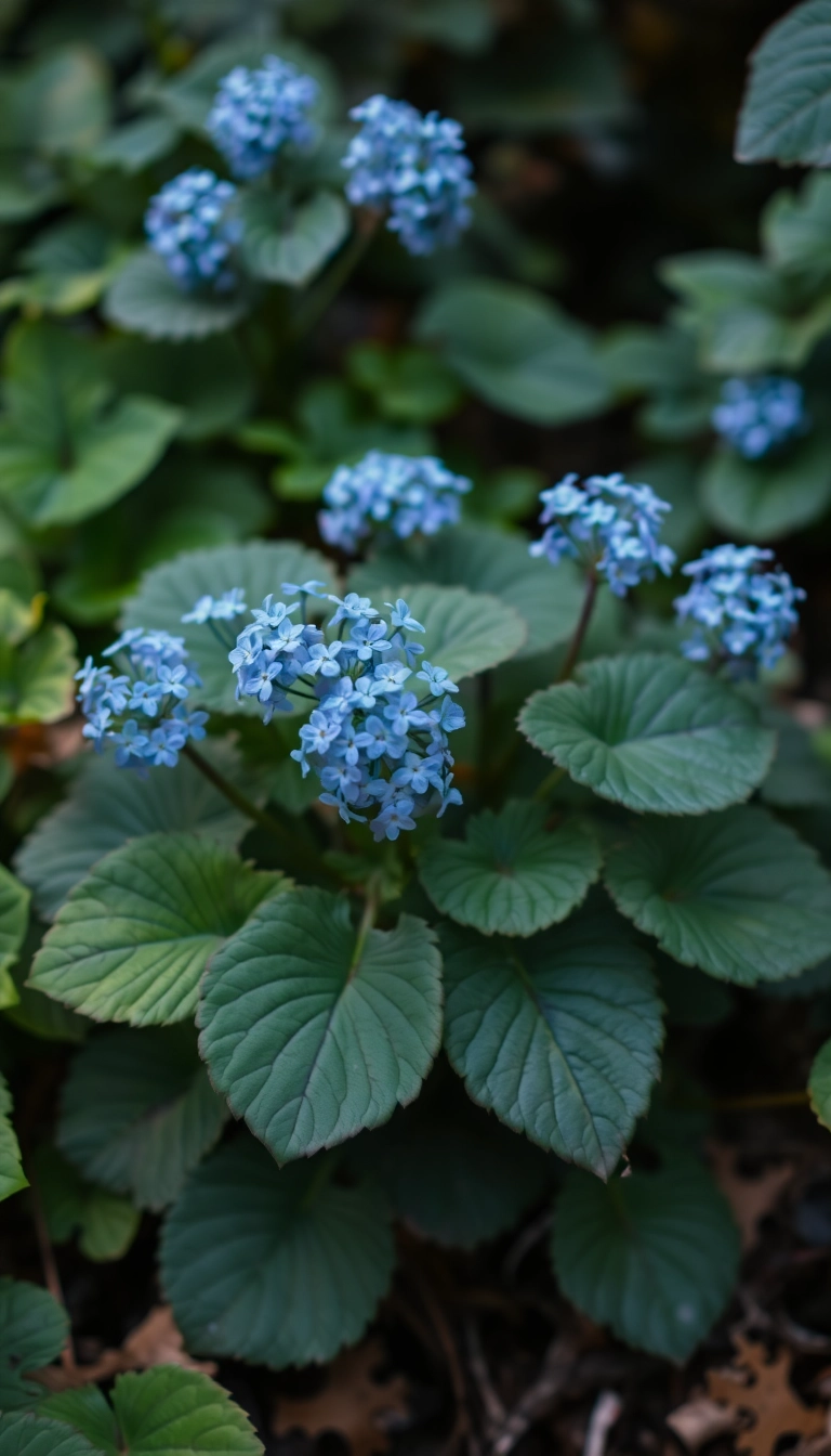 25 Stunning Shade Loving Plants to Elevate Your Front Yard Game (Wait Until You See #12!) - 12. Brunnera (False Forget-Me-Not)