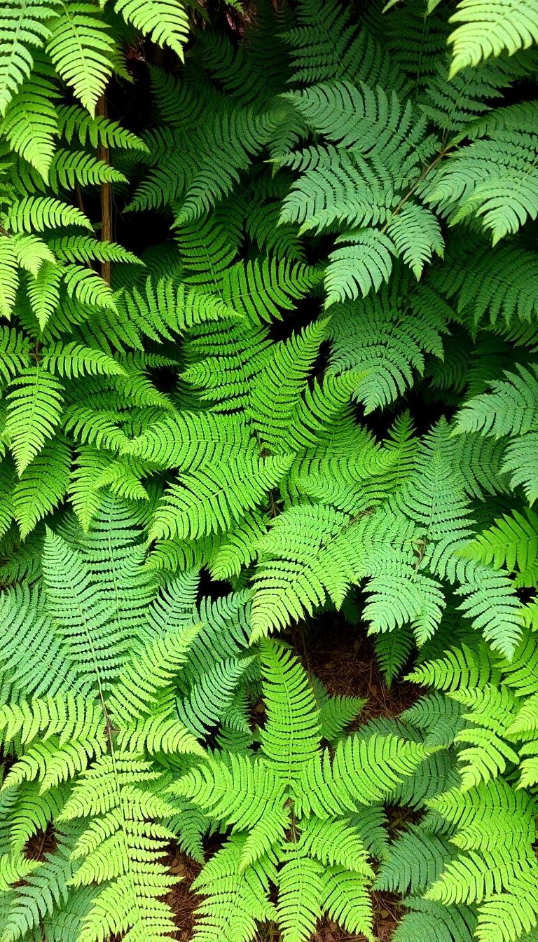 25 Stunning Shade Loving Plants to Elevate Your Front Yard Game (Wait Until You See #12!) - 6. Ferns